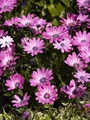 Osteospermum Dodoma Pink Bicolor Osteospermum